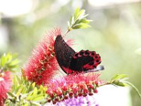 Duplicate  MG 6411 : Butterflies, Klapmuts