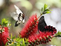 Duplicate  MG 6414 : Butterflies, Klapmuts