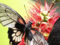 Duplicate  MG 6416 : Butterflies, Klapmuts