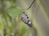 Duplicate  MG 6427 : Butterflies, Klapmuts
