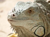 Duplicate  MG 6438 : Lizards, Klapmuts