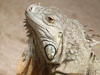 Duplicate  MG 6448 : Lizards, Klapmuts