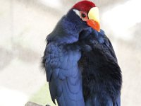 Duplicate  MG 6450 : Klapmuts, Touraco