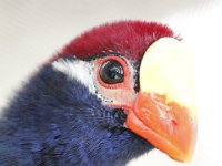 Duplicate  MG 6454 : Klapmuts, Touraco