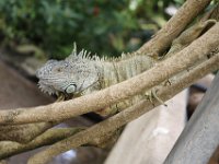 Duplicate  MG 6464 : Lizards, Klapmuts