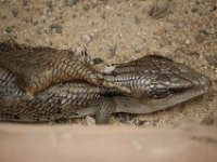 Duplicate  MG 6504 : Lizards, Klapmuts