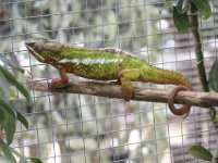 Duplicate  MG 6506 : Lizards, Klapmuts
