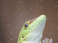 Duplicate  MG 6512 : Lizards, Klapmuts
