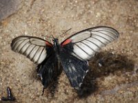 Duplicate  MG 6578 : Butterflies, Klapmuts