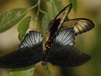 Duplicate  MG 6580 : Butterflies, Klapmuts