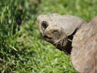 Duplicate  MG 6588 : Schildpadden, Klapmuts