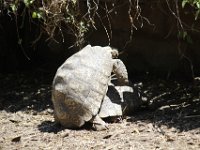 Duplicate  MG 6592 : Schildpadden, Klapmuts