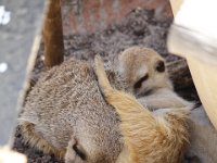 Duplicate  MG 6595 : Meerkats (Stokstaartje), Klapmuts