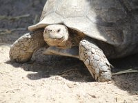 Duplicate  MG 6596 : Schildpadden, Klapmuts