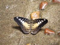 Duplicate  MG 6600 : Butterflies, Klapmuts