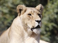 Duplicate  MG 6689 : Lions, Klapmuts