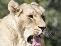 Duplicate  MG 6698 : Lions, Klapmuts