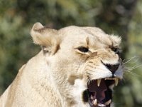 Duplicate  MG 6699 : Lions, Klapmuts