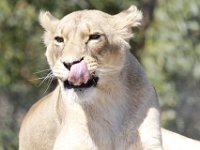 Duplicate  MG 6702 : Lions, Klapmuts