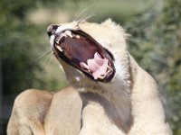 Duplicate  MG 6704 : Lions, Klapmuts