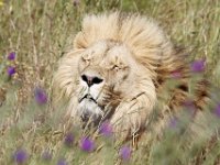 Duplicate  MG 6714 : Lions, Klapmuts