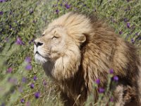 Duplicate  MG 6721 : Lions, Klapmuts