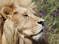 Duplicate  MG 6726 : Lions, Klapmuts