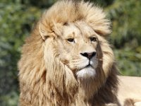 Duplicate  MG 6765 : Lions, Klapmuts