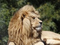 Duplicate  MG 6766 : Lions, Klapmuts
