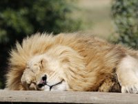Duplicate  MG 6772 : Lions, Klapmuts