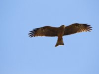 Duplicate  MG 6808 : Roofvogels, Klapmuts