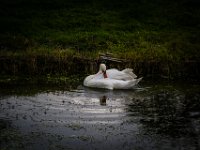 2016-Zuiderzeemuseum-129-6024 : Nederland, Zuiderzeemuseum