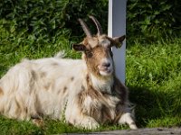 2016-Zuiderzeemuseum-34-5830 : Nederland, Zuiderzeemuseum